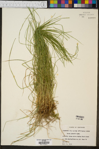 Carex jamesii image