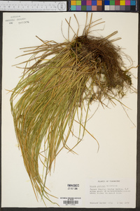 Carex jamesii image