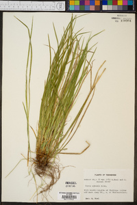 Carex jamesii image