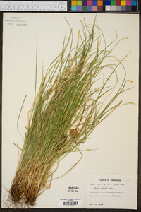 Carex jamesii image