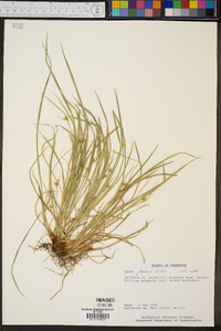 Carex jamesii image