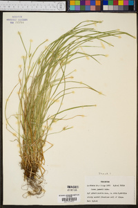 Carex jamesii image