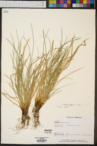 Carex jamesii image