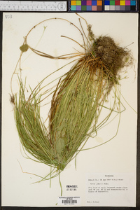 Carex jamesii image