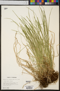 Carex jamesii image