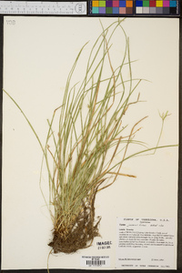 Carex jamesii image