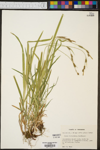 Carex hirtifolia image