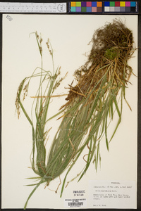 Carex hirtifolia image