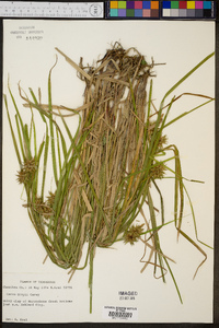 Carex grayi image