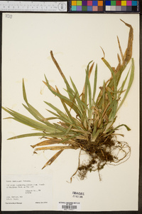 Carex laxiculmis image