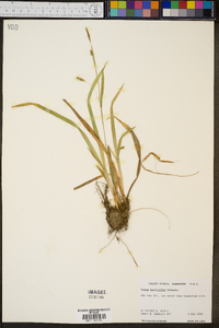 Carex laxiculmis image