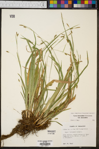 Carex laxiculmis var. laxiculmis image