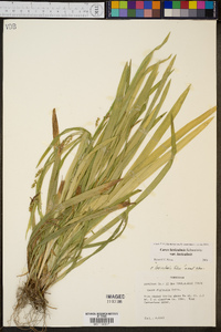 Carex laxiculmis image