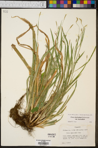 Carex laxiculmis image