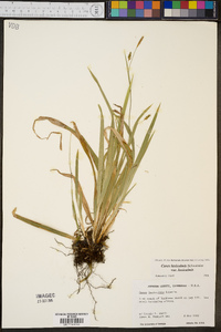 Carex laxiculmis var. laxiculmis image