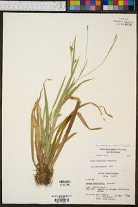 Carex laxiculmis image