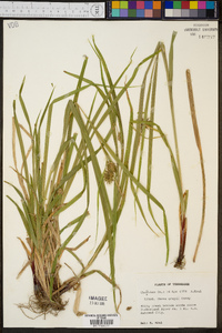 Carex grayi image