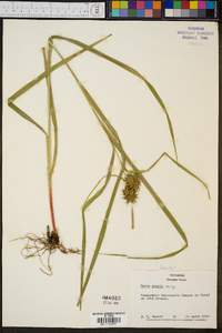 Carex grayi image