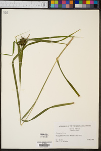 Carex grayi image