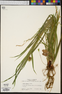 Carex grayi image