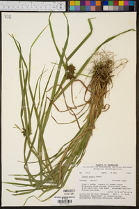 Carex grayi image