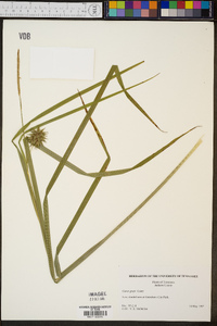 Carex grayi image