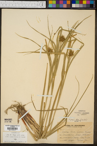 Carex grayi image