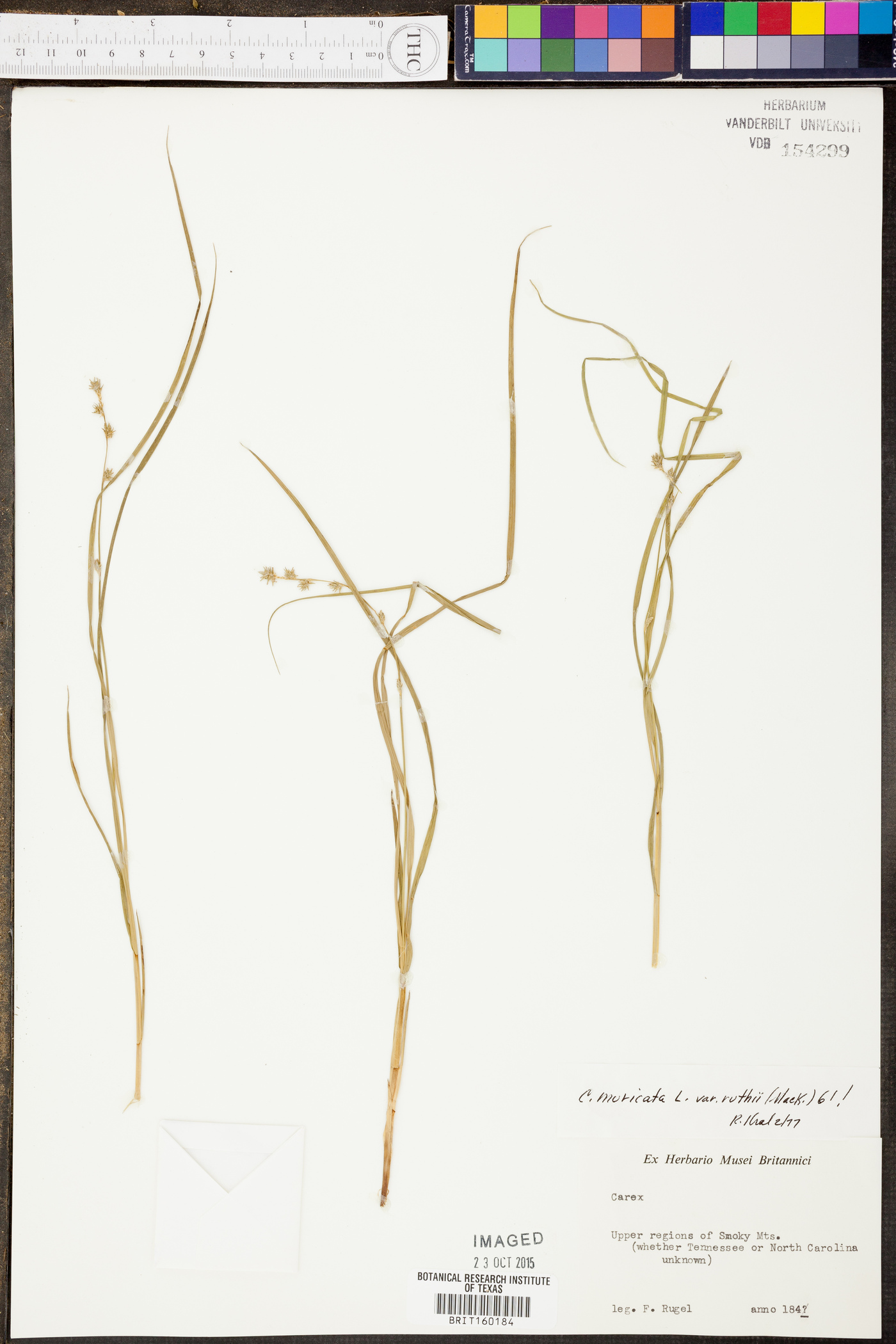 Carex muricata image