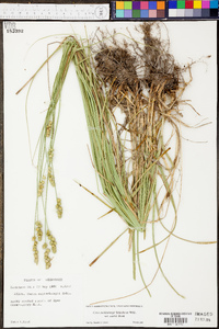 Carex muehlenbergii var. enervis image