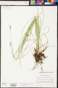 Carex muehlenbergii var. enervis image