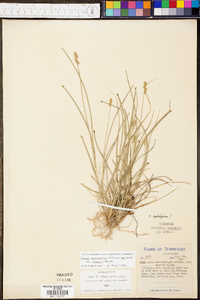 Carex muehlenbergii var. enervis image