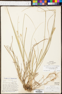 Carex muehlenbergii var. enervis image