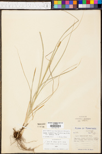 Carex muehlenbergii var. enervis image