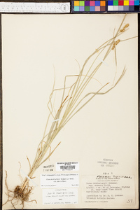 Carex muehlenbergii var. enervis image