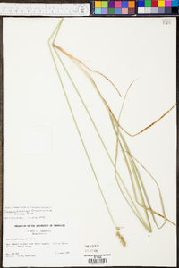 Carex muehlenbergii var. enervis image