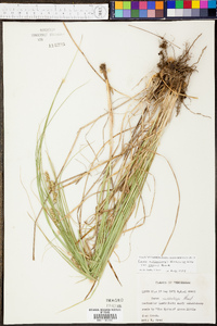 Carex muehlenbergii var. enervis image