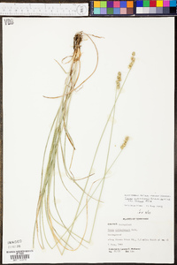 Carex muehlenbergii var. enervis image