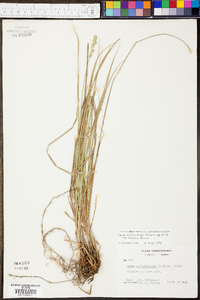 Carex muehlenbergii var. enervis image