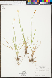 Carex meadii image