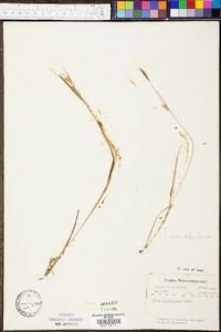 Carex meadii image