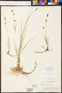 Carex meadii image