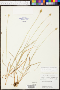 Carex mesochorea image