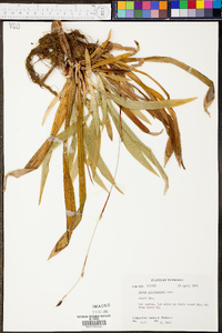 Carex plantaginea image