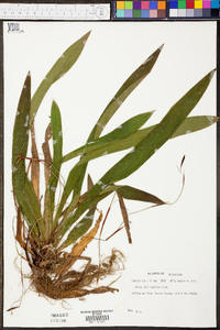 Carex plantaginea image