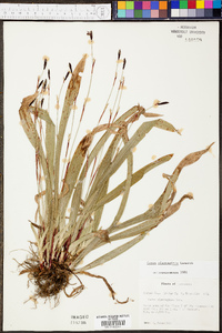 Carex plantaginea image