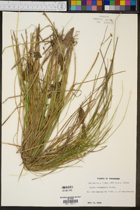 Carex incomperta image