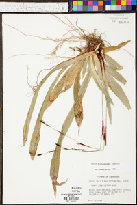 Carex plantaginea image