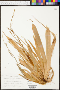 Carex plantaginea image