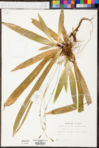 Carex plantaginea image