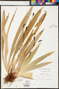 Carex plantaginea image